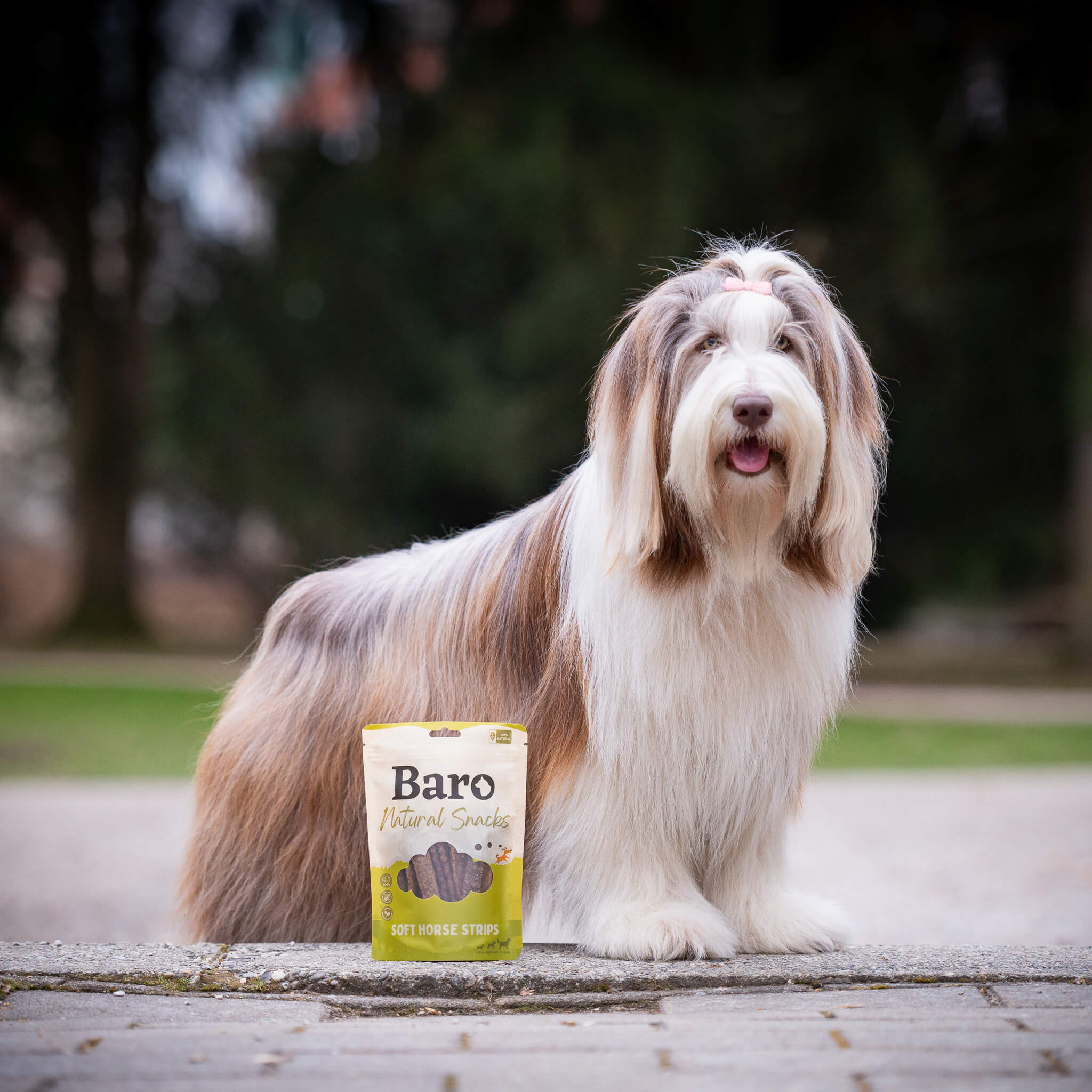 horsestrips-dog